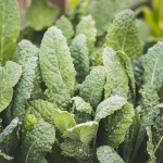 Brassica & Leafy Green Seeds